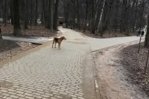 Потерявшаяся собака ждет хозяина возле Нарышкиных, Кунцево.