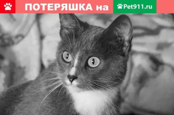 Кошка найдена на Ореховом бульваре (Москва)