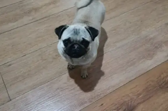 Найденные животные Астрахань, фото: Найдена собака на улице Аткарской, 15/11