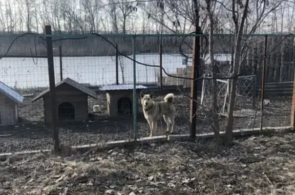 Найдена собака Лайка в Боброве, Воронежская область