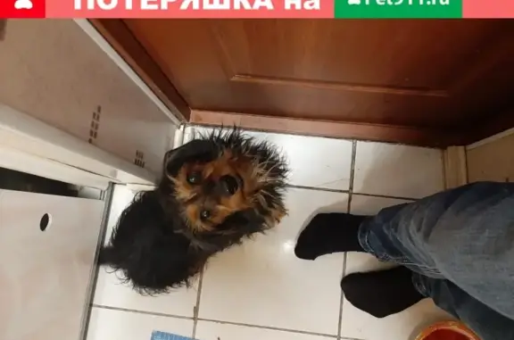 Собака с ошейником на Гудованцева, Казань