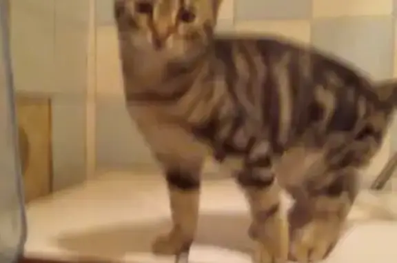 Кошки потеряшки, Тула, фото: Потеряшка кошка Моня на улице Сурикова 15, Тула