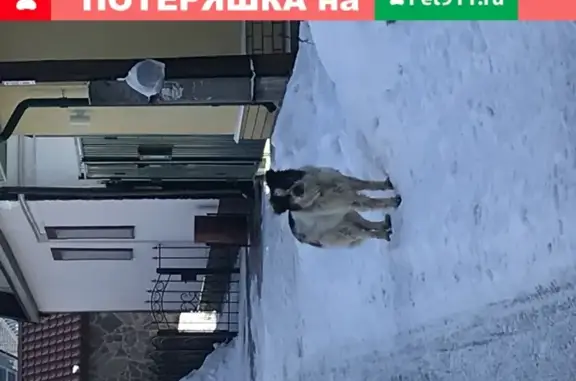 Найдена собака на Цилиндровой, Нижний Новгород