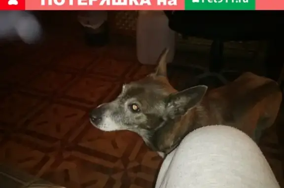 Найдена собака на ул. Студенческой, Курск