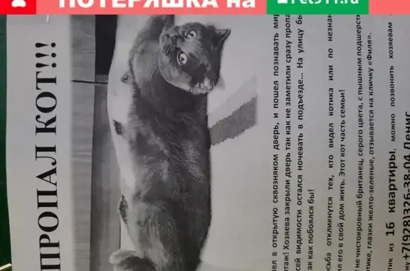 Пропала кошка на улице Шевченко, Георгиевск