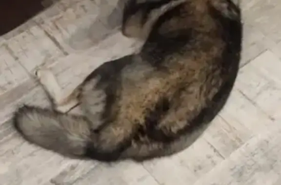 Пропала собака Айза в Новосибирске, Калининский район, Тамбовская улица