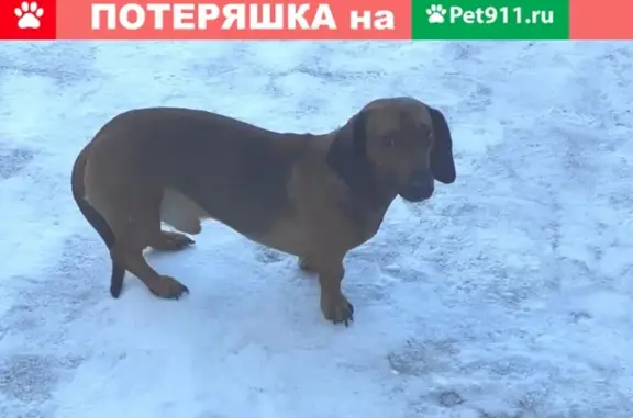 Пропала собака Тихон в г.Высоковск, Клинский район, Мо. Ищем!