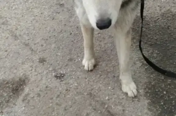 Найдена собака, Калининград, фото: Умная собака ищет старых хозяев в Калининграде