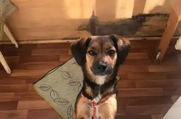 Найдена собака с шлейкой в Хабаровске