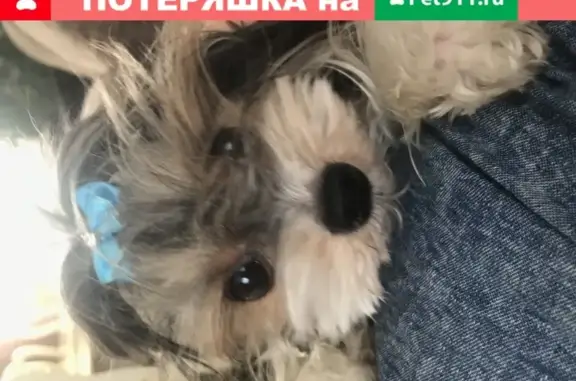 Собаки потеряшки, Томск, фото: Потеряшка собака на ул. Парковая, Томск