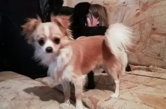 Пропала собака Боня на Титова 7, вознаграждение