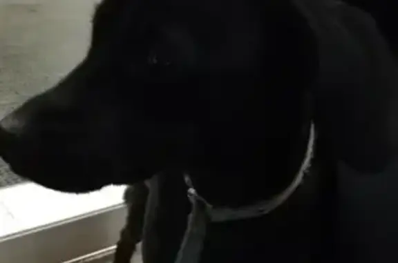 Собака Дечочка найдена в Волгограде, Дзержинский район