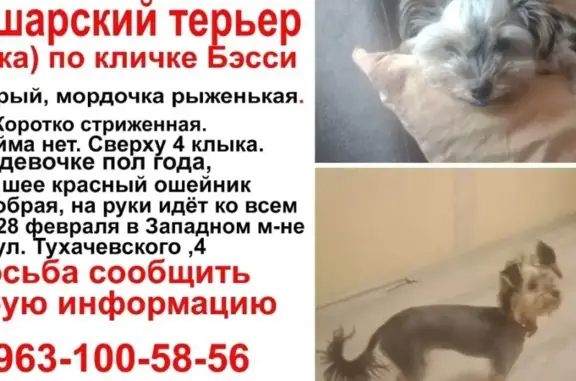 Пропала собака породы йорк в Кузнецке, Пензенская область