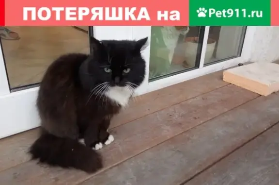 Найден пушистый котик на Лахтинском проспекте