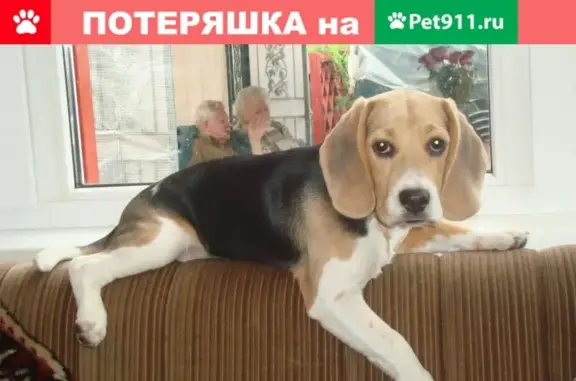 Пропала собака Яшма на улице Крупской