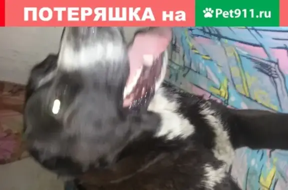Найден Туркменский волкодав в Москве