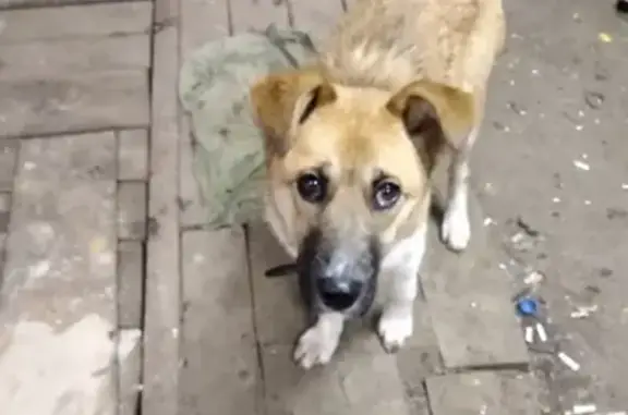 Найден щенок на улице Шишкова в Твери