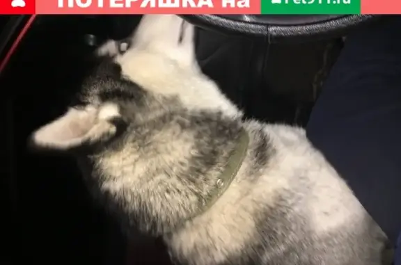 Пропала собака Арчи в Ивантеевке, помогите найти!