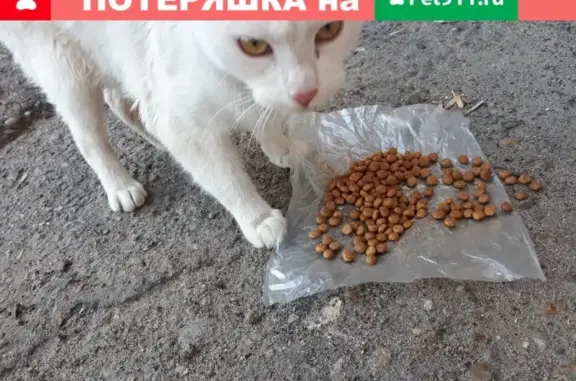 Найдена белая кошка с ошейником в Волжском, ул. К. Маркса 12