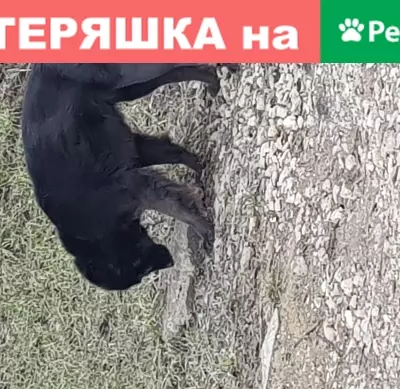 Найдена собака в селе Десна, Новая Москва