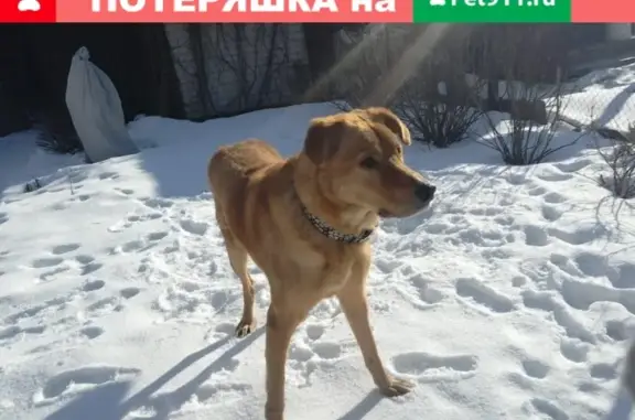 Найдена собака в Московской области на Пятницком шоссе