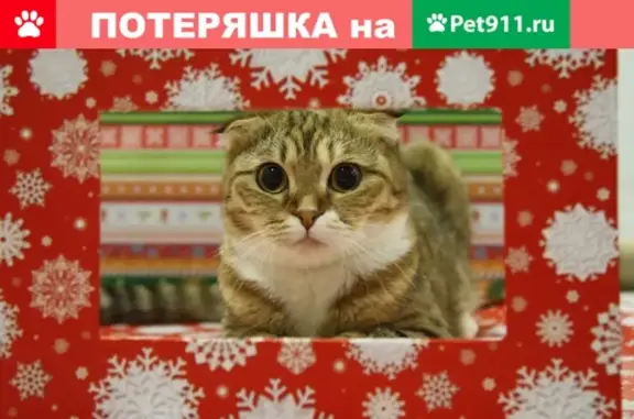 Пропала кошка Оливка, ул. Н.А. Некрасова 25