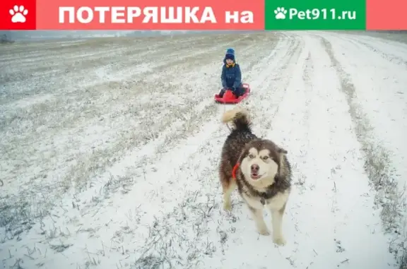 Пропала Аляскинский маламут в деревне Калиновка, Московская область (61А)