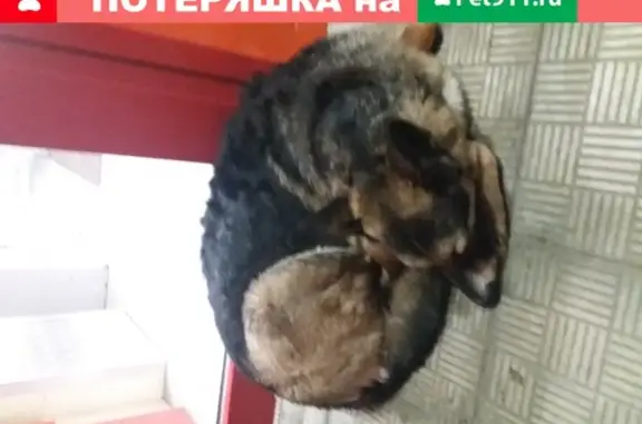 Найдена собака на станции Люберцы-1