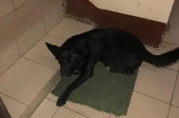Найдена собака на Уссурийской улице, возраст 2-5 лет, черного окраса