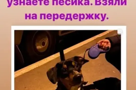Найден пёс возле детской поликлиники 2 на ул. Юмашева, Севастополь