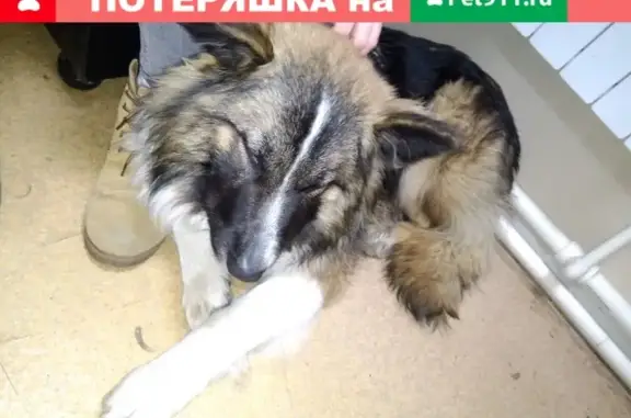 Найден ласковый пёс на Алеутской улице, Владивосток