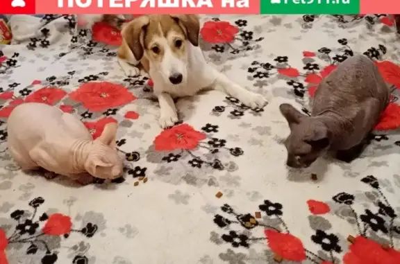 Собаки потеряшки, Нижний Новгород, фото: Потеряшка собака в Нижнем Новгороде на станции Петряевка