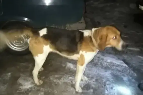 Найдена собака, Нижний Новгород, фото: Собака найдена в Берёзовке Вачского района, Нижегородская область