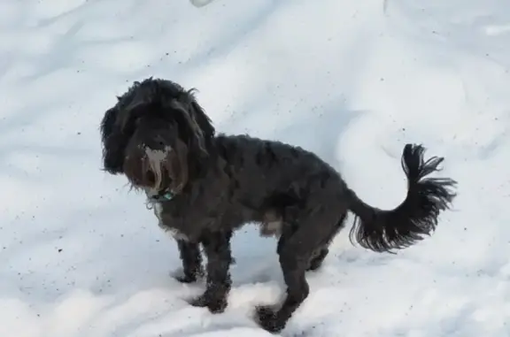 Собаки потеряшки, , фото: Потеряшка собака на KIROVA ST. 13A/86