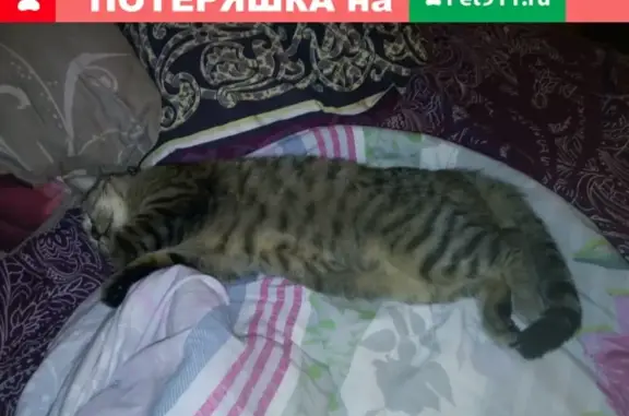 Пропала кошка на улице Гризодубовой, Ростов-на-Дону