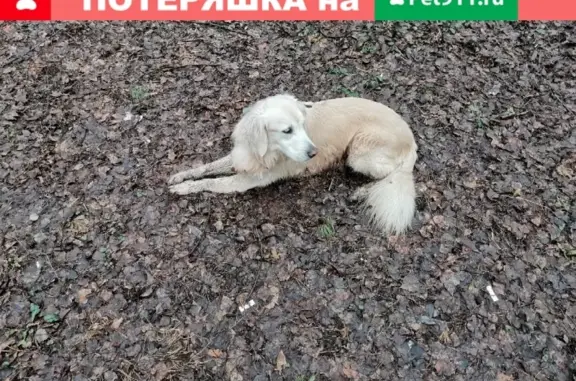 Собака Девочка найдена на ул. Петлякова, Москва