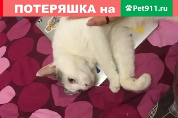 Пропала белая кошка Кот, Москва.