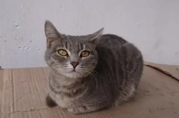 Найдена кошка на улице 3-го Интернационала, 71