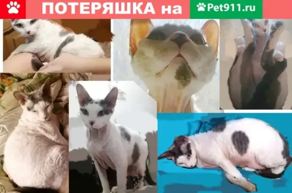 Пропала кошка ТРОЛЯ в Пушкино, Московская область, нуждается в специфическом уходе.