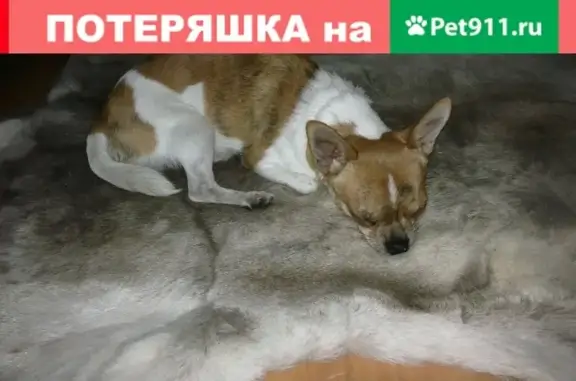 Пропала собака Роня в Всеволожске, Лен.обл., СПБ!