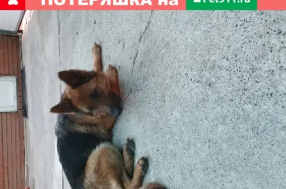 Найдена собака на улице Седова, забрали домой.
