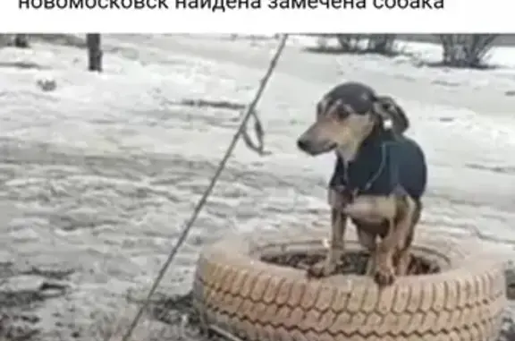 Собаку нашли в Москве!