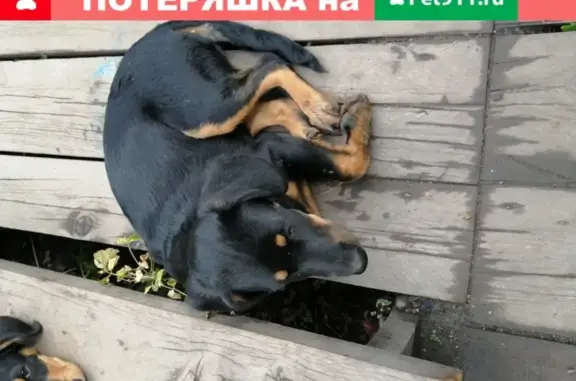 Пропала собака Доллар в Горно-Алтайске