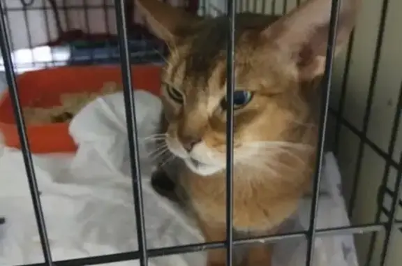 Найдена абиссинская кошка в вет клинике 