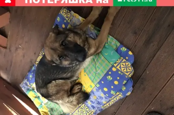 Собака с клеймом найдена в Манихино, Московская область