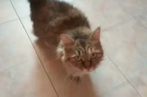 Пропала кошка в Москве, район Соколиная Гора, ул. Щербаковская, 58а