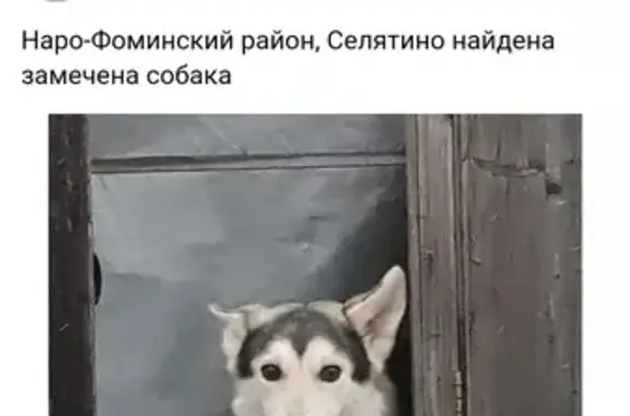 Найдена собака в Наро-Фоминске! SOS!