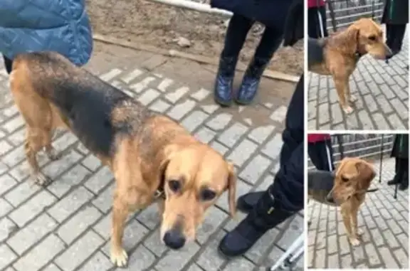 Найдена собака в Москве - SOS!