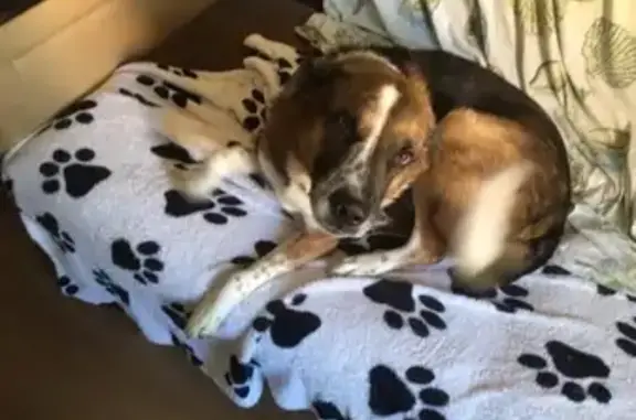Найден квартирный пёс Макар в Москве