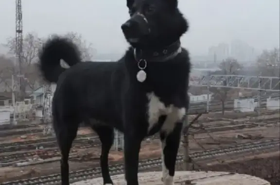Пропала собака в Москве - SOS!